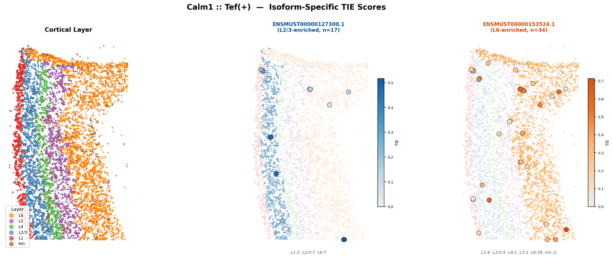 Calm1 isoform-specific TIE scores across layers