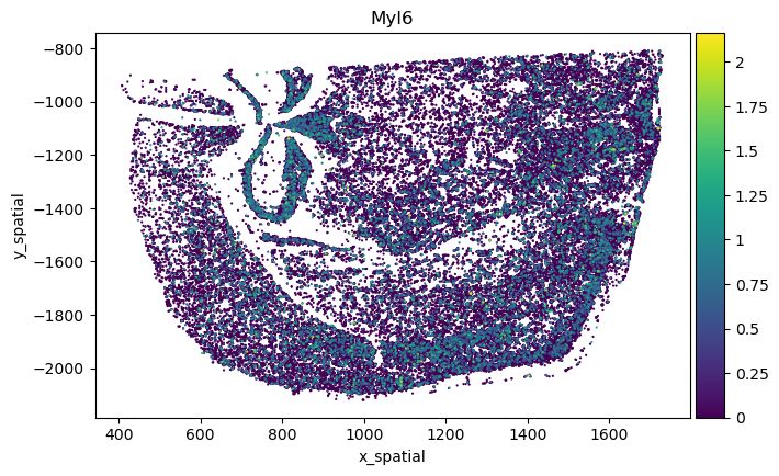 Myl6 isoform spatial expression