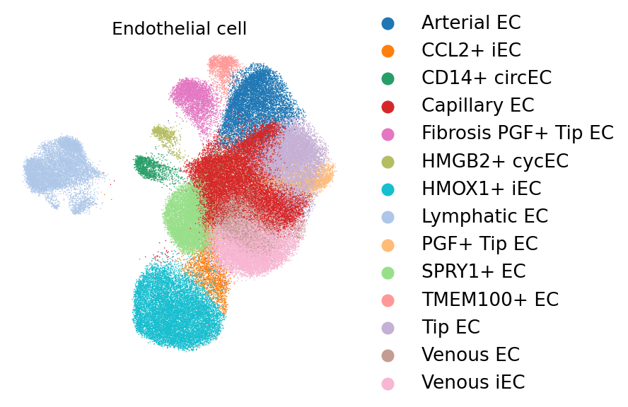 Endothelial cell subtype UMAP